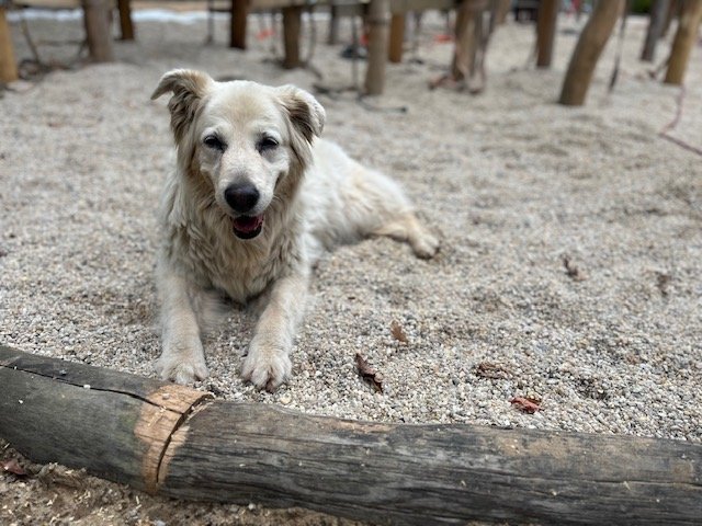 Neugestaltung des Schulhofs